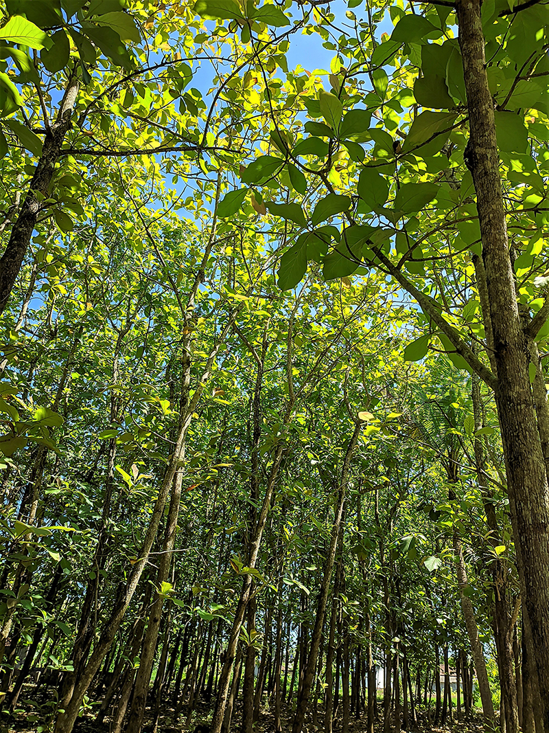 Foret de tecks