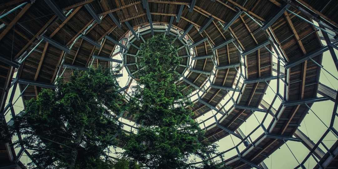 bois exotique biophilie bois exotique intérieur