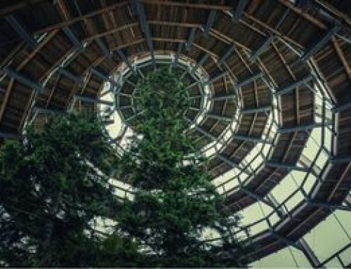 Les bois exotiques et la biophilie : créer des espaces en harmonie avec la nature