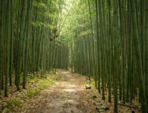 Le bambou : un matériau de construction écologique qui redéfinit les bâtiments du futur