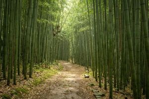 bambou construction écologique